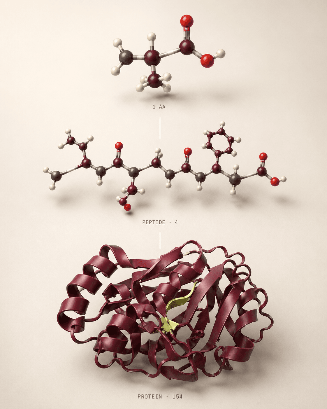 Amino acid, peptide and protein visual comparison