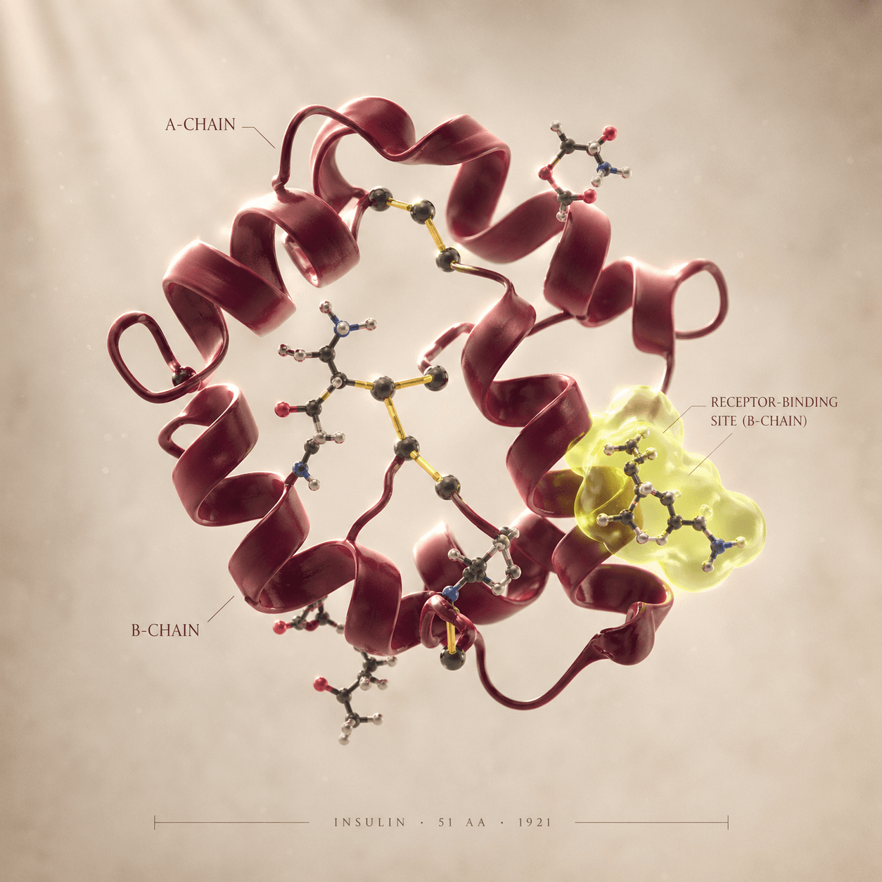 Insulin molecular structure illustration