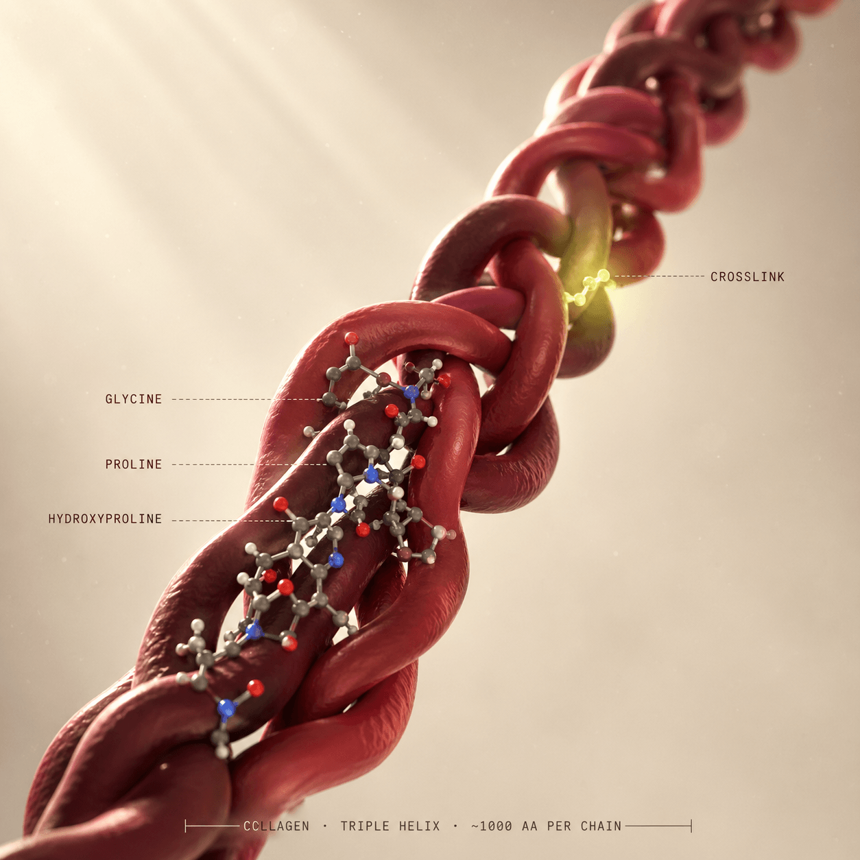 Collagen triple helix structure illustration