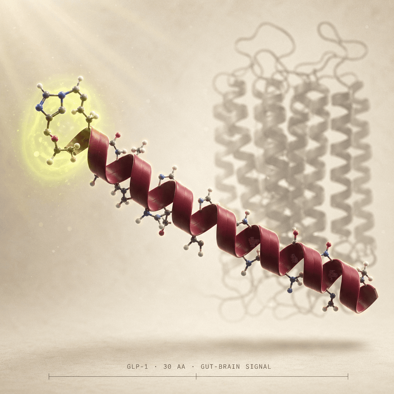 GLP-1 peptide visualization