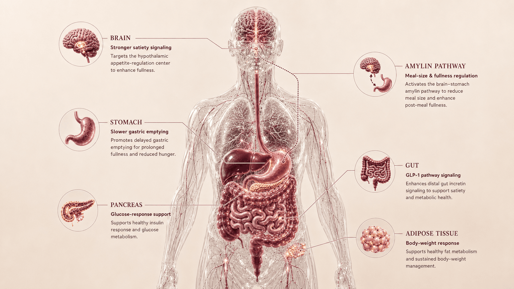CagriSema anatomical canvas