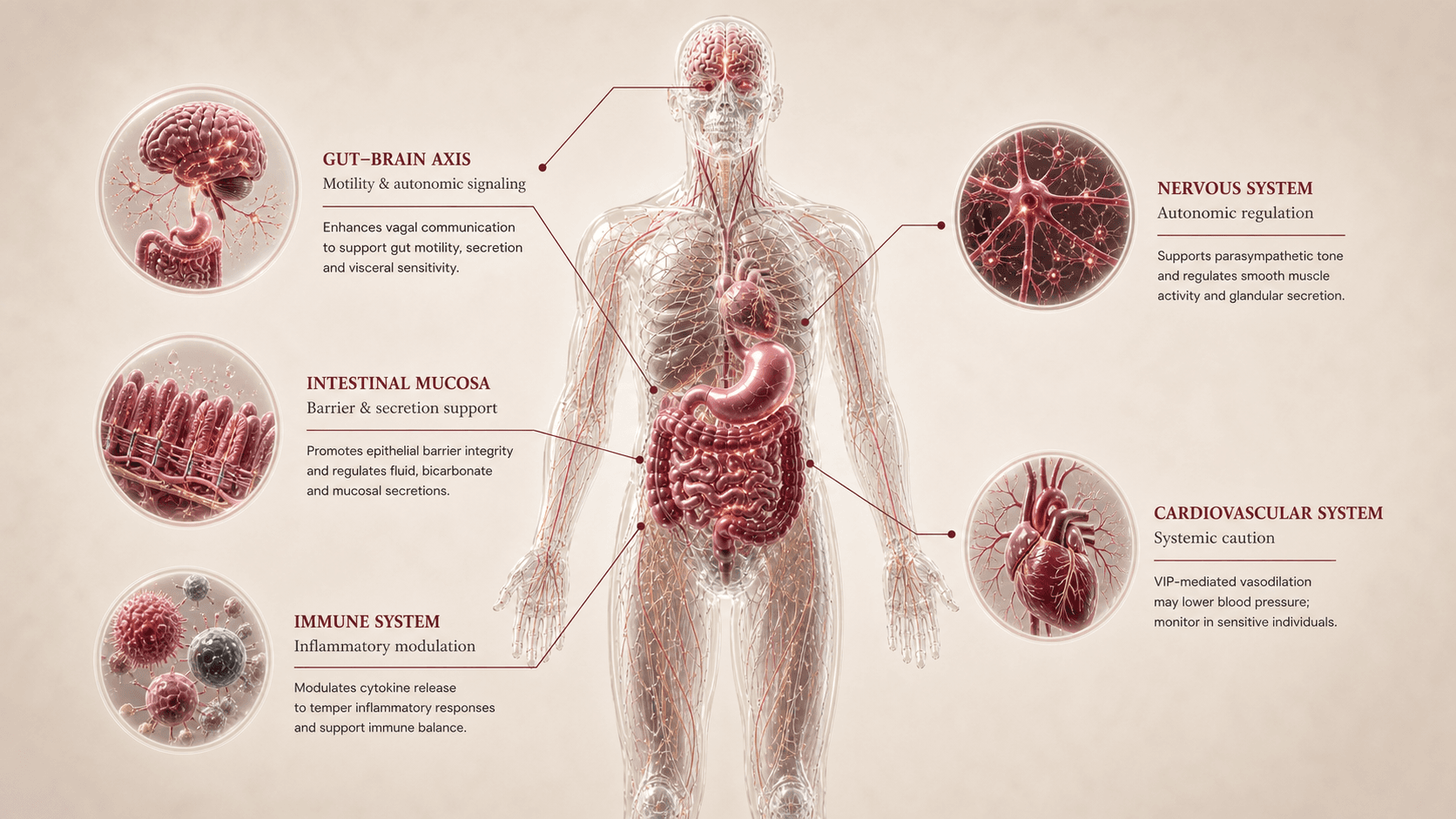 VIP anatomical canvas