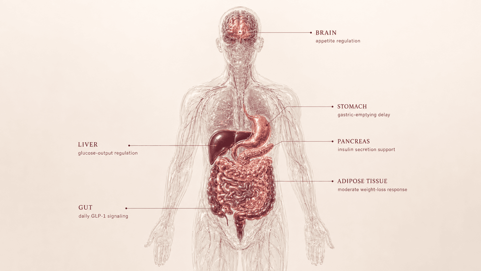 Liraglutide anatomical canvas
