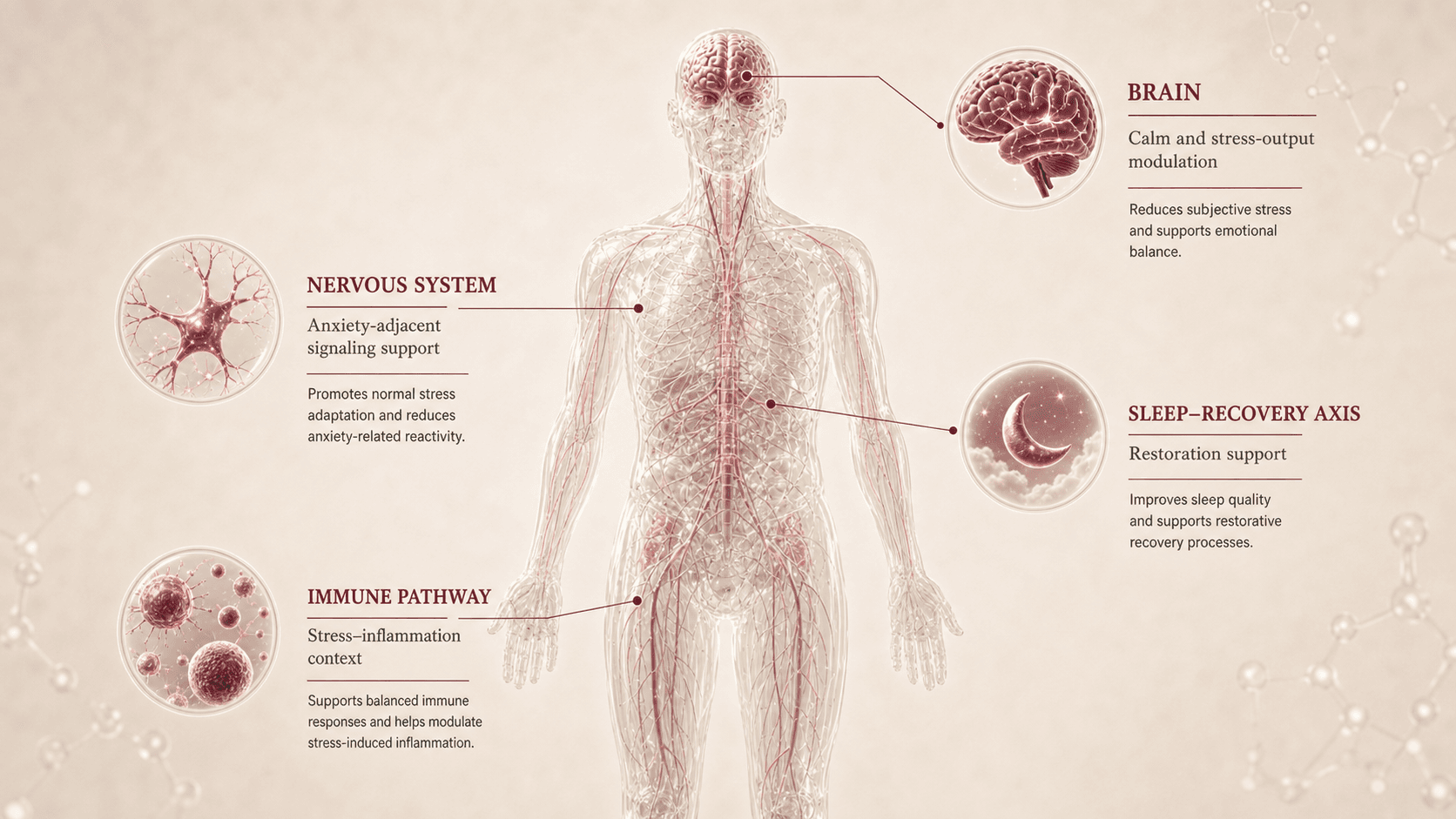Selank anatomical canvas
