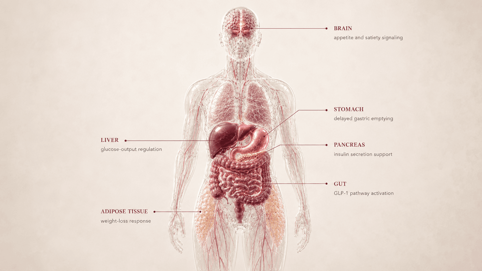Semaglutide anatomical canvas