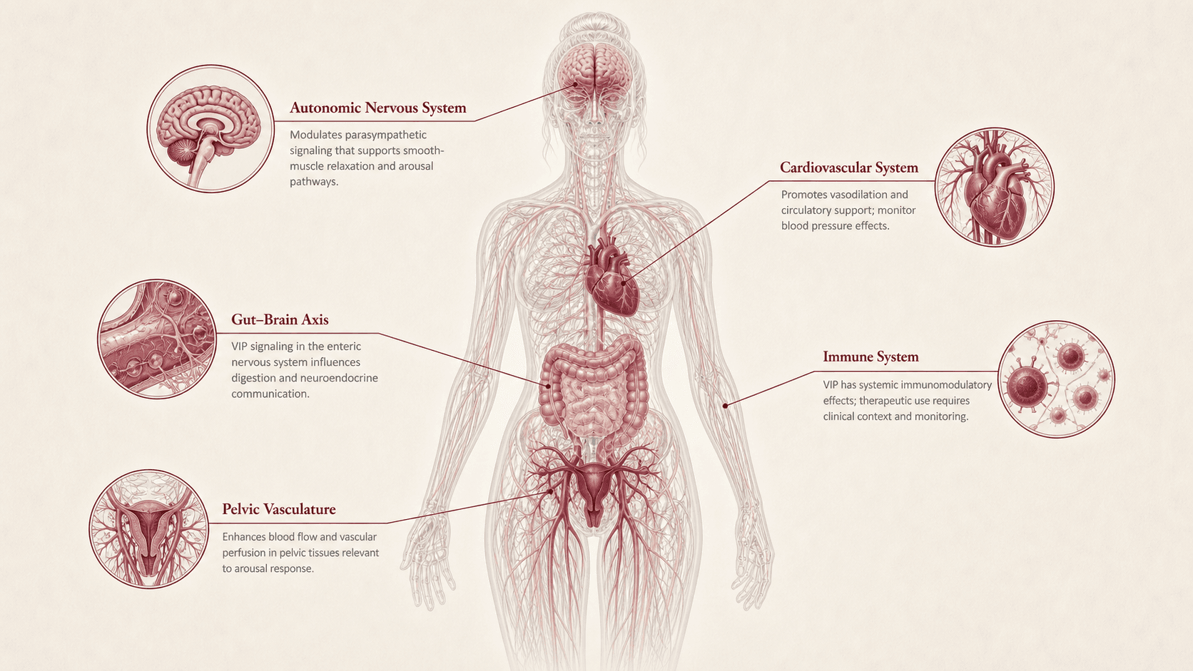 VIP anatomical canvas