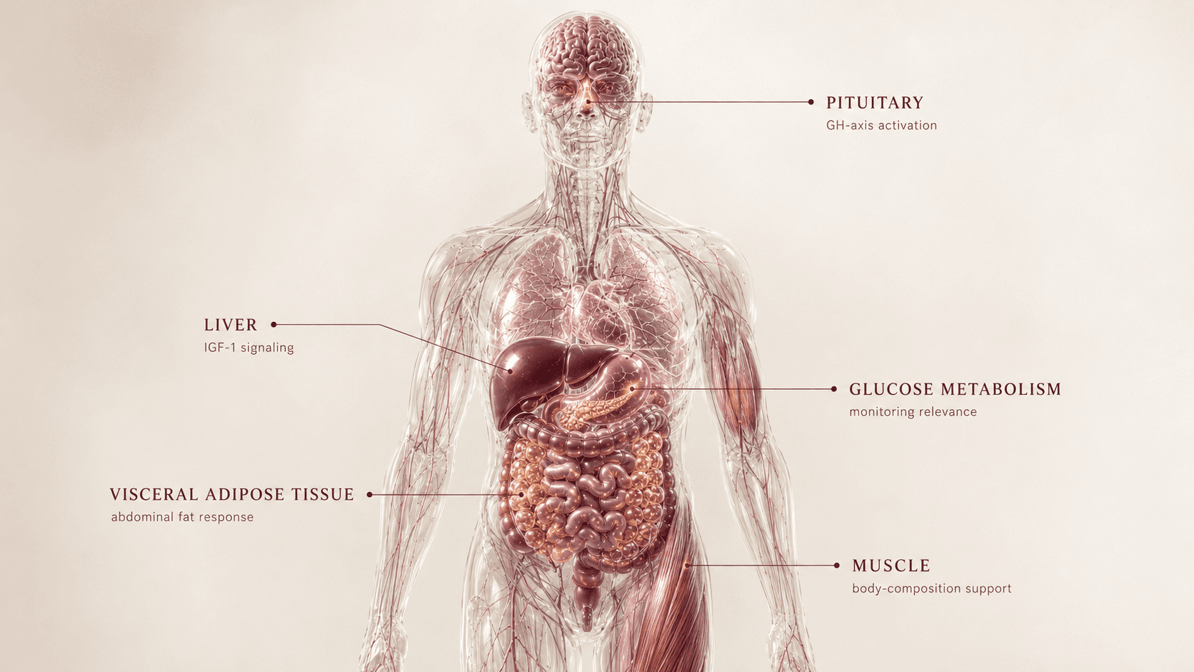 Tesamorelin anatomical canvas