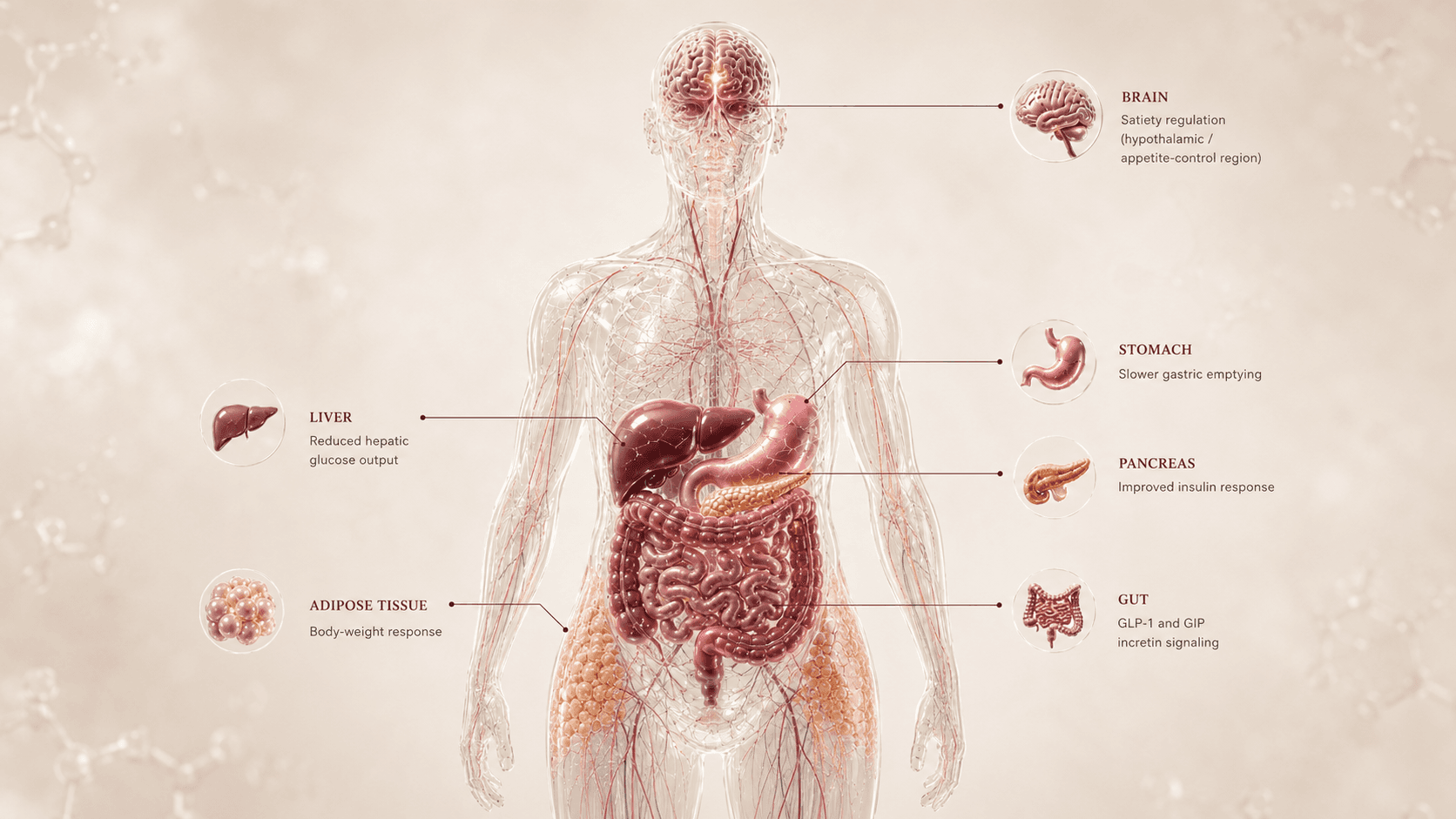 Tirzepatide anatomical canvas