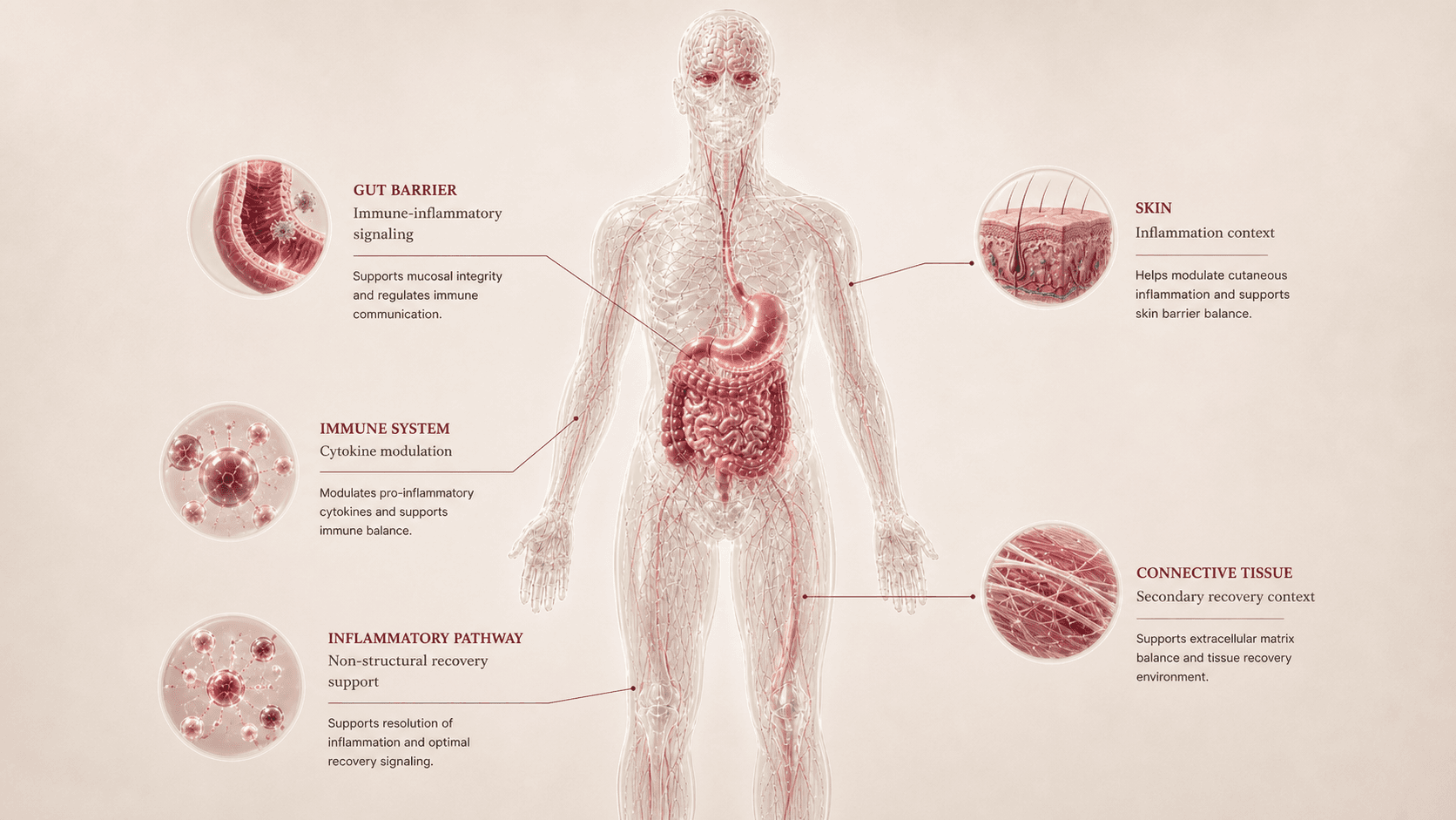 KPV anatomical canvas