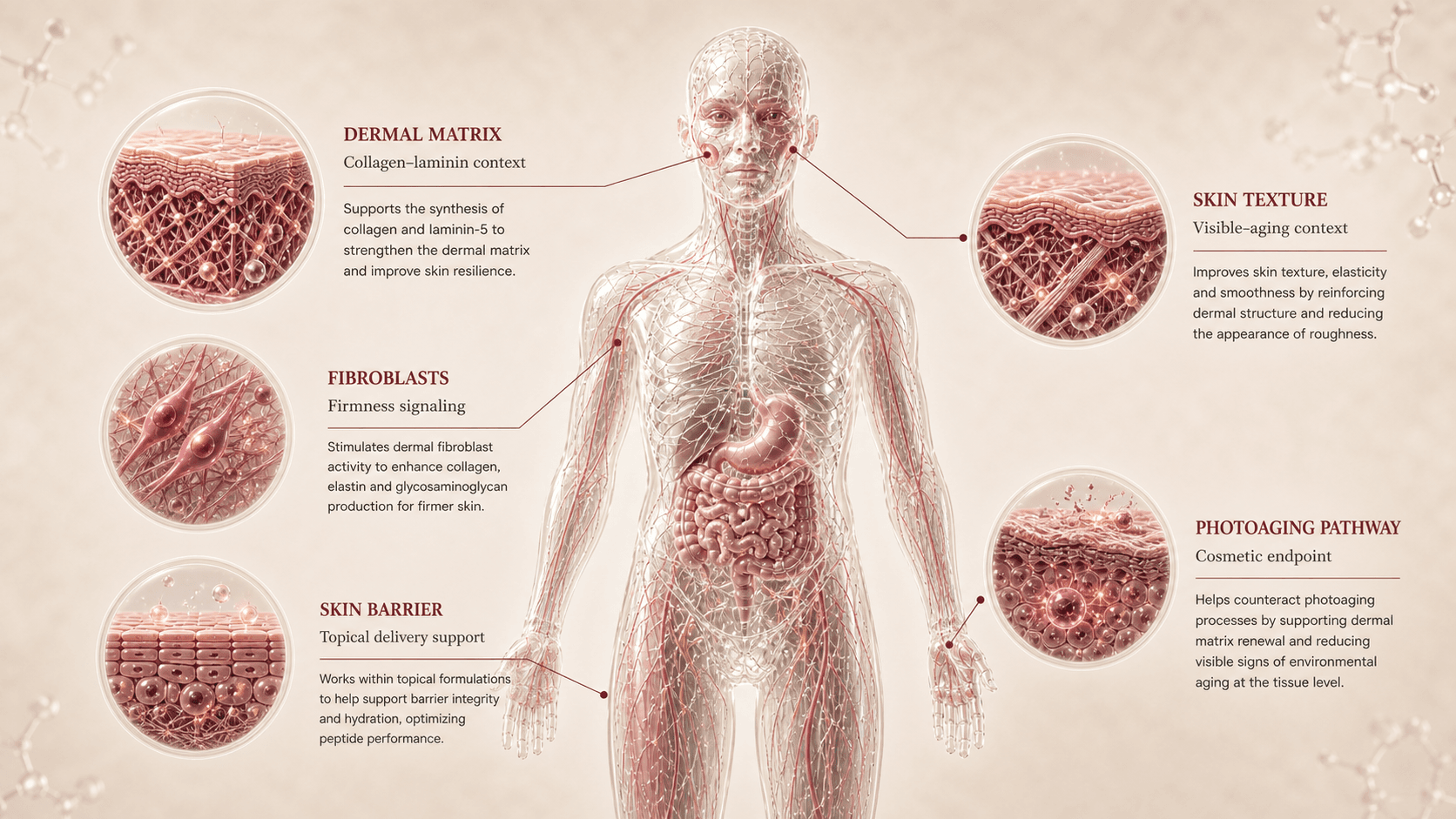 Palmitoyl Tripeptide-38 anatomical canvas