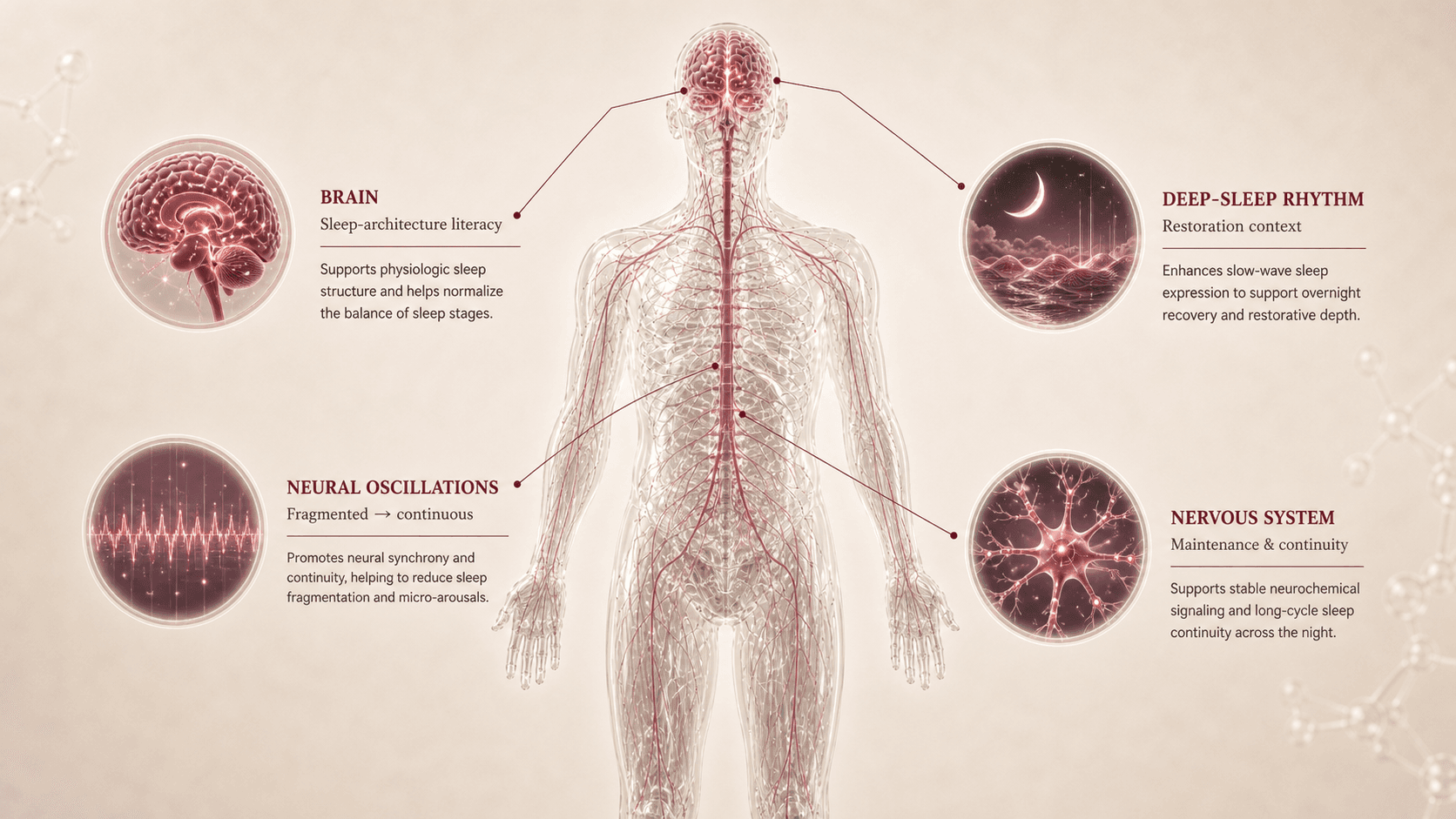 Editorial image representing sleep and rest peptide context