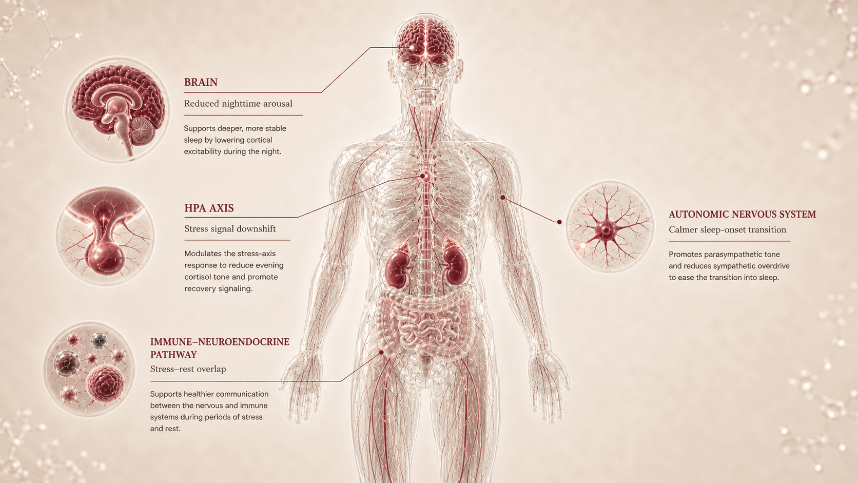 Selank anatomical canvas