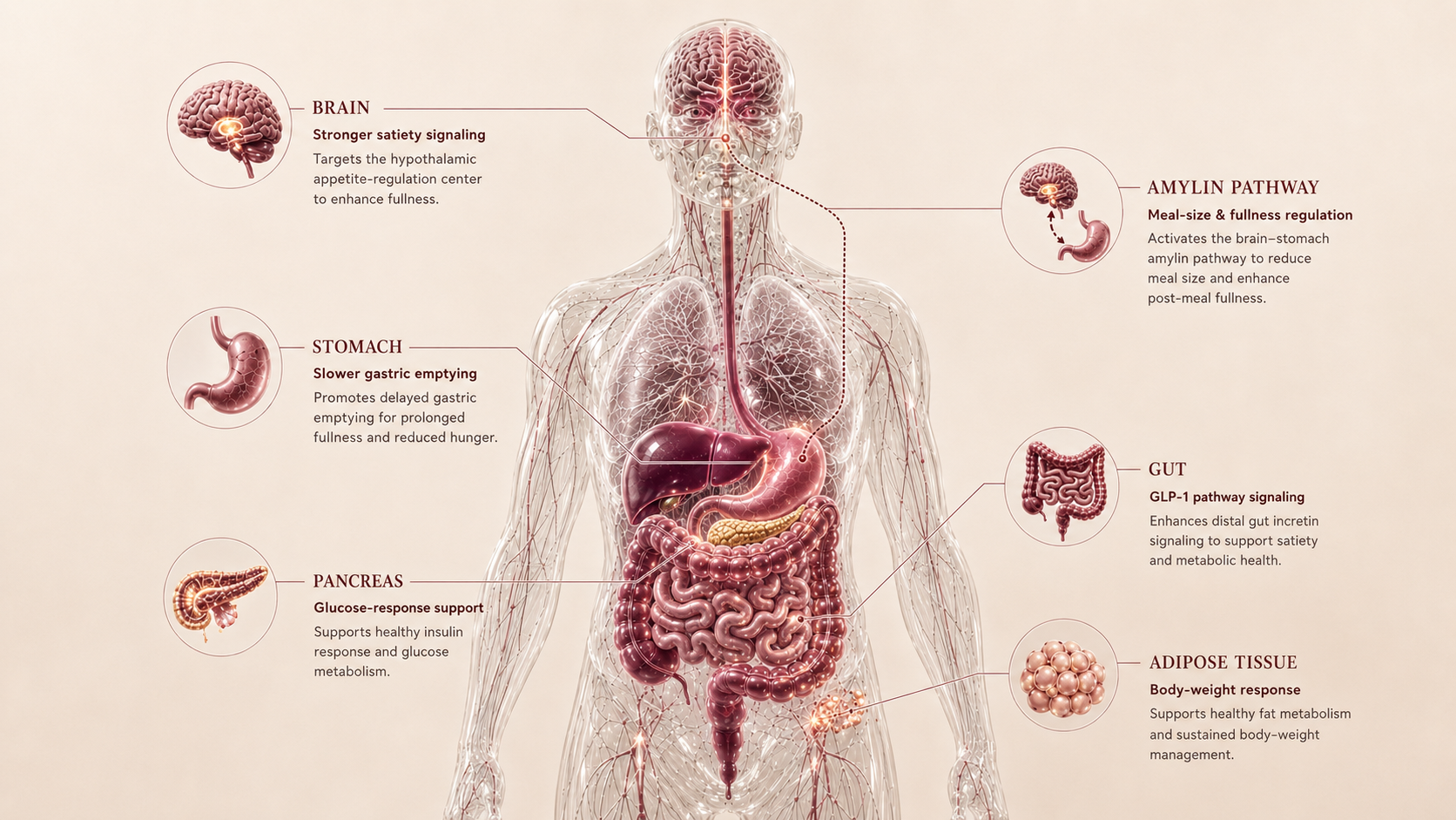 CagriSema concept canvas showing metabolic effect panels
