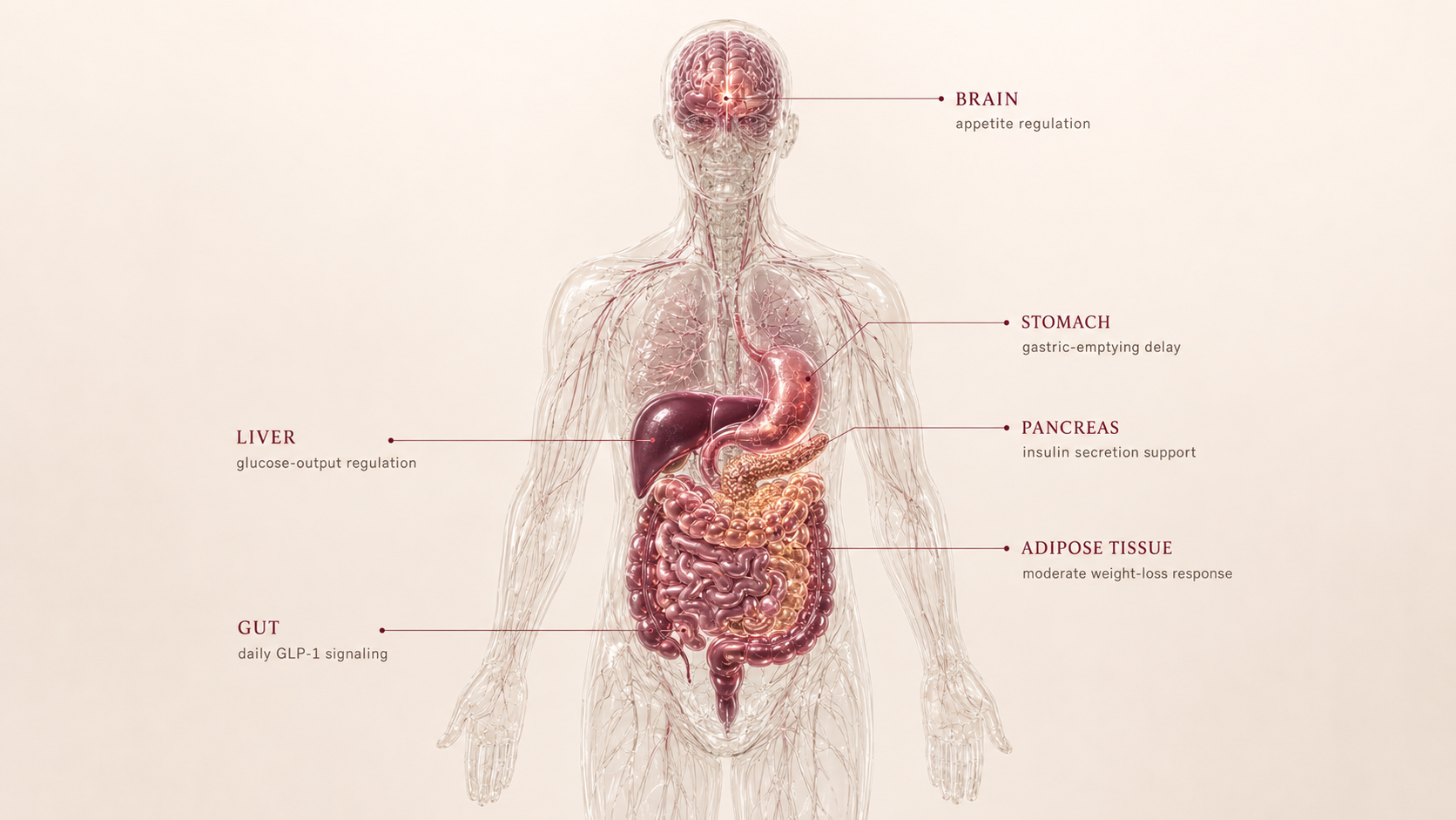 Liraglutide concept canvas showing metabolic effect panels