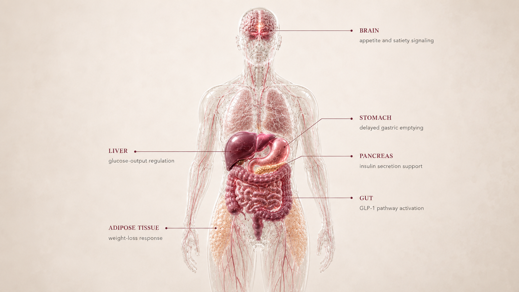 Semaglutide concept canvas showing metabolic effect panels