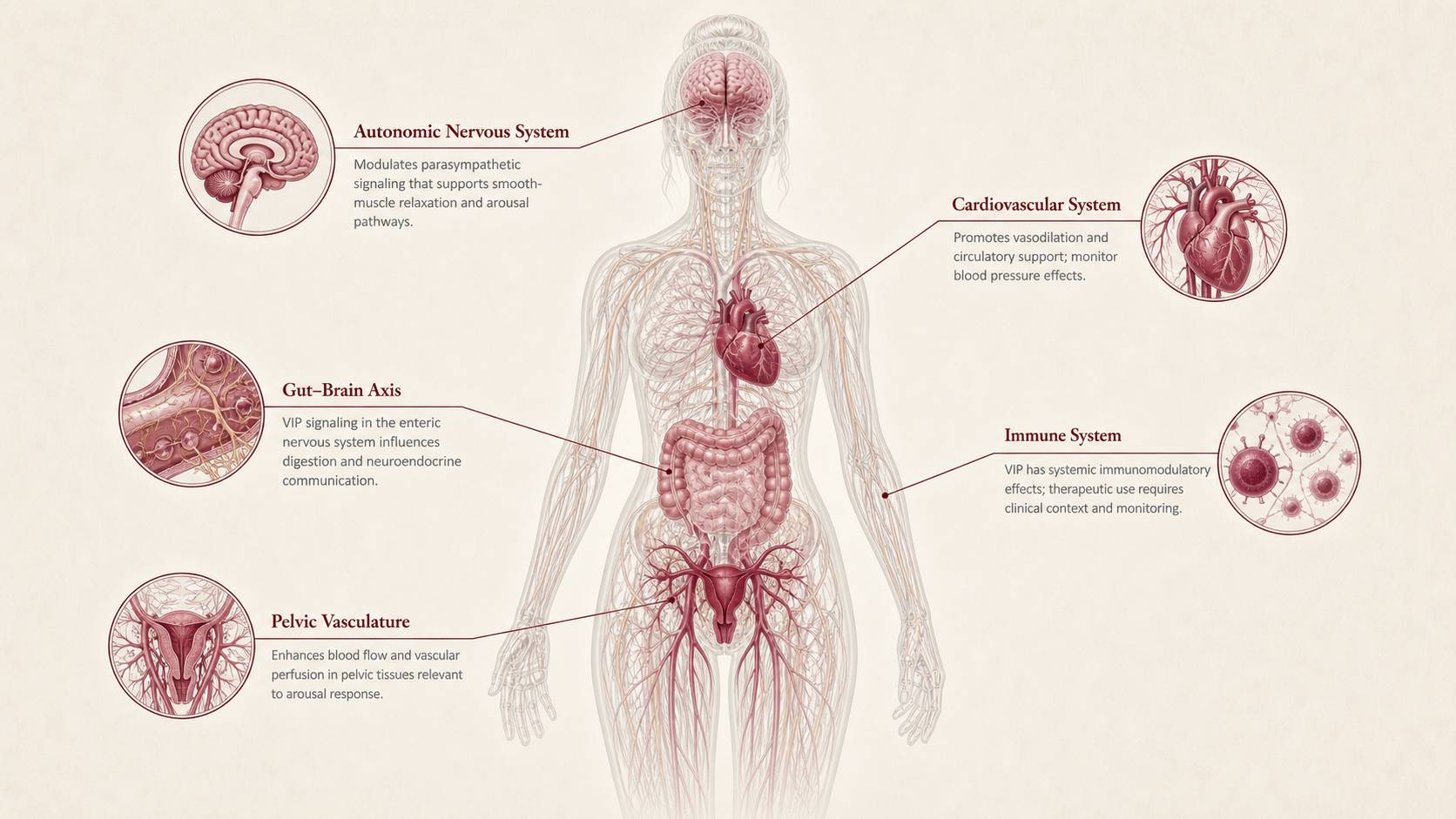 VIP concept canvas showing metabolic effect panels