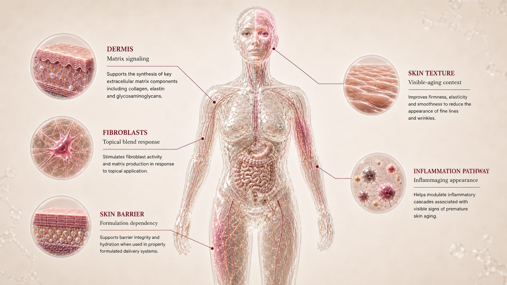 Matrixyl 3000 concept canvas showing metabolic effect panels