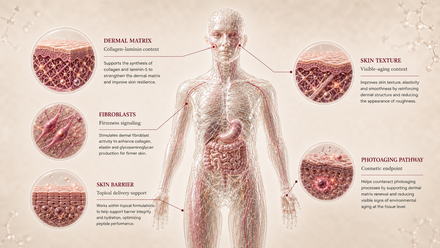 Palmitoyl Tripeptide-38 concept canvas showing metabolic effect panels