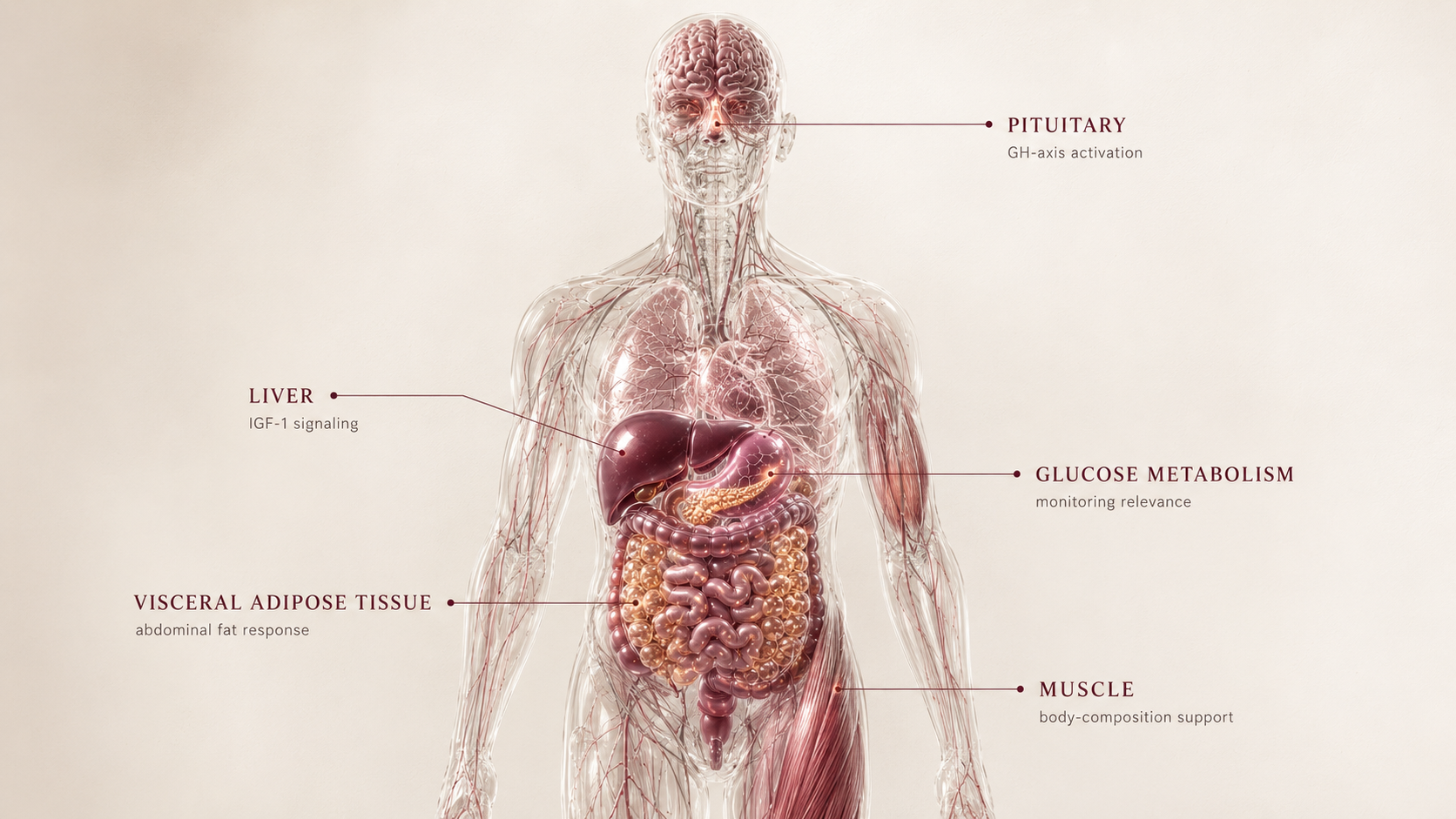 Tesamorelin concept canvas showing metabolic effect panels