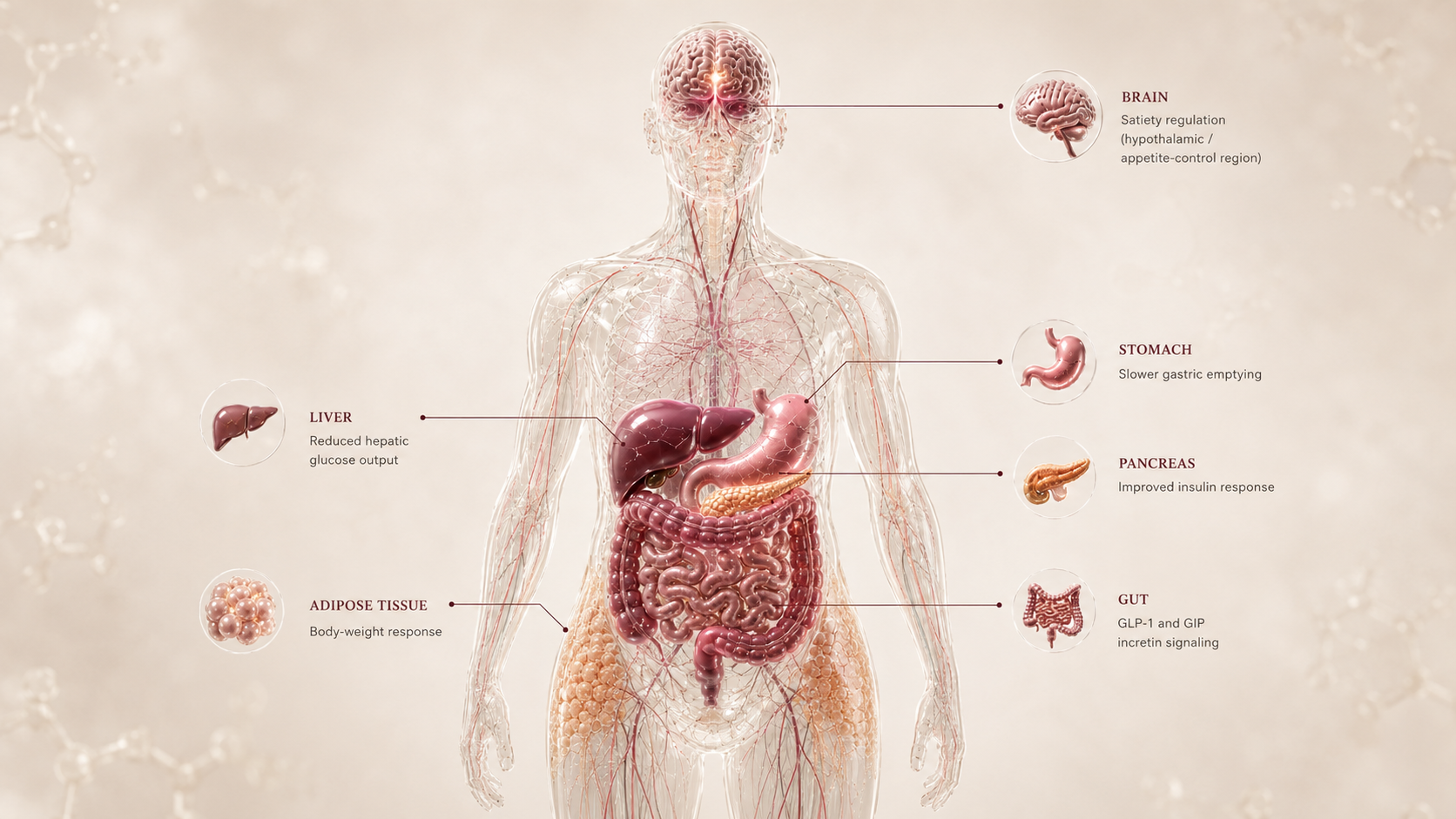 Tirzepatide concept canvas showing metabolic effect panels